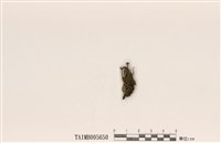 藏品(擬小紅石蕊)的圖片